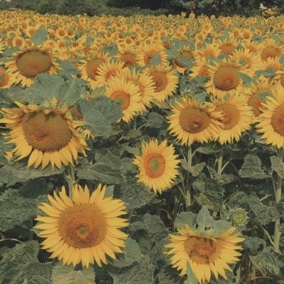 火狐体育APP体育app下载