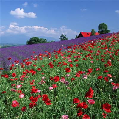 爱游戏全站APP下载下载手机版