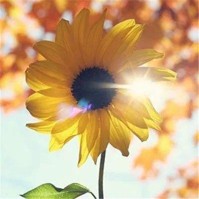 im电竞官方app下载