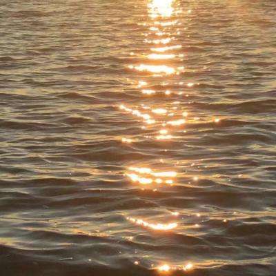 电玩舞会森林手机app下载