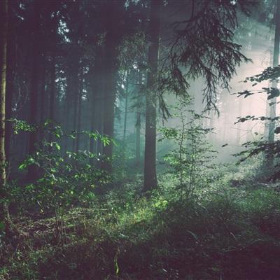 波胆app官网下载手机版